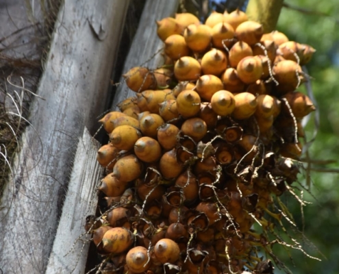 quintal01